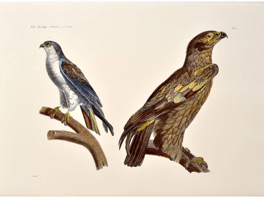 (D'après)  BARRABAND, gravées par BOUQUET (retirage moderne) : Cinq gravures sur Vélin d'Arches représentant des oiseaux. (Planches n°2, 5, 6, 7 et 8). Dans un portfolio, on joint les mêmes planches en noir. Dim d'une feuille : 57 x 77 cm.