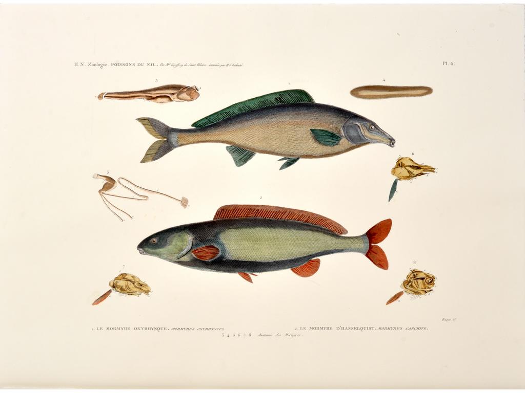 (D'après) SAVIGNY, gravées par TRESCA et BOQUET (retirage moderne) : Ensemble de cinq gravures en couleur représentant des coquilles, des poissons du Nil et des échinodermes. Sur Vélin d'Arches. On joint les mêmes planches en noir dans un portfolio. Dim d'une feuille :57 x 77 cm.