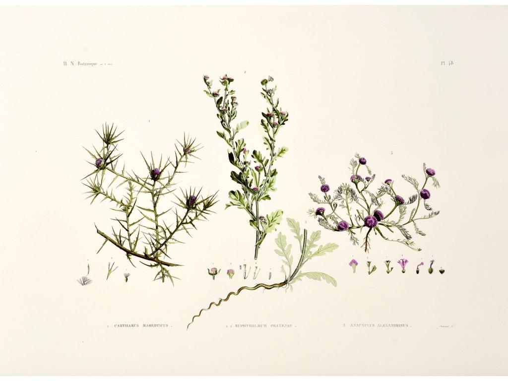 (D'après) DENILE, éditées par la Galerie des Augustins et Bruno JACOMET (retirage moderne) : Ensemble de dix gravures en couleur de botanique sur Vélin d'Arches. Dans un portfolio, on joint les dix mêmes gravures en noir. (Ensemble incomplet, quelques angles avec traces d'humidité). Dim d'une feuille : 57 x 76 cm.