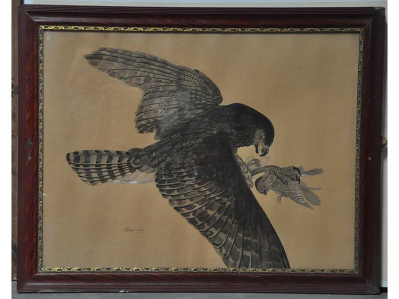 HELENE GASSET-HOUSSET (1889-1966) : Rapace et sa proie.  Encre de Chine, lavis et réhauts, signé en bas à gauche.  Dim.: 48x63 cm.