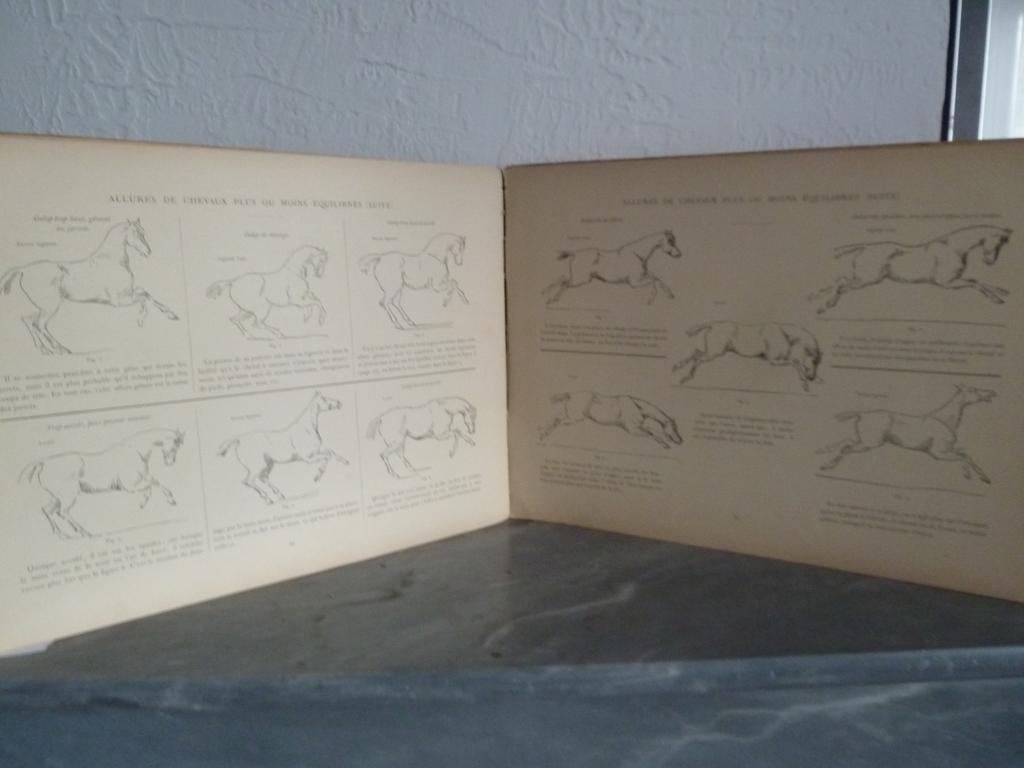 FITZ-JAMES, Duchesse de : Principes élémentaires déquitation. Paris : Plon, s.d. (1892). Un volume petit grand in-4° à litalienne. Reliure cartonnée de léditeur à dos toilé, 1er plat illustré. Nombreuses illustrations en noir in-texte. Reliure brunie et auréolée, usures, coutures lâches.